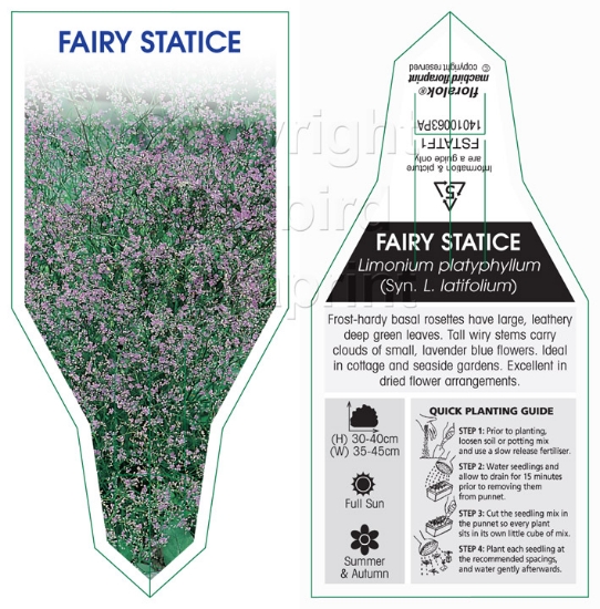 Picture of ANNUAL STATICE FAIRY (Limonium sinautum)                                                                                                              