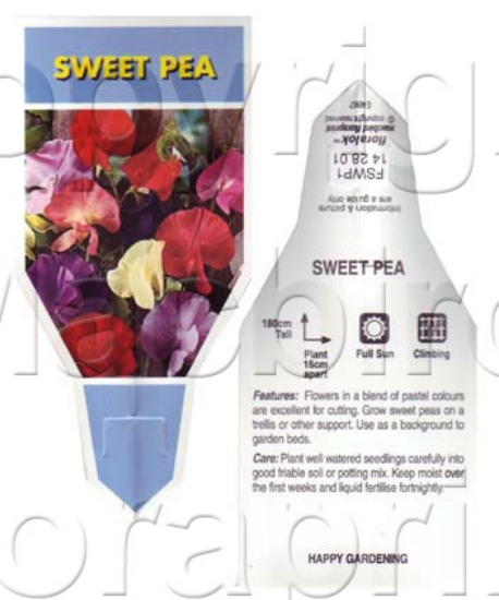 Picture of ANNUAL SWEET PEA (Lathyrus odoratus)                                                                                                                  