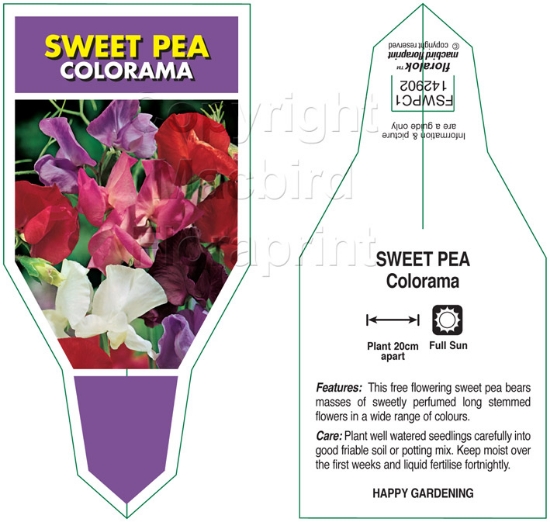 Picture of ANNUAL SWEET PEA COLORAMA(Lathyrus odoratus)                                                                                                          