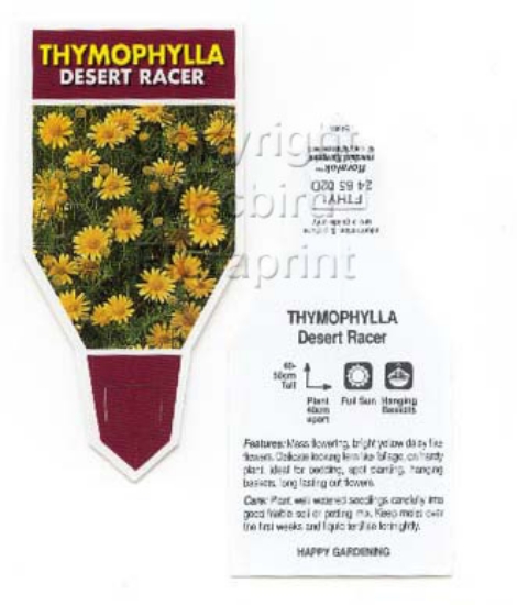 Picture of THYMOPHYLLA DESERT RACER                                                                                                                              