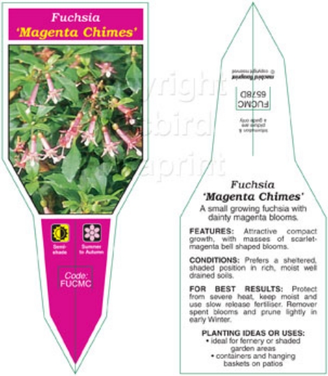 Picture of HOUSEPLANT FUCHSIA MAGENTA CHIMES                                                                                                                     