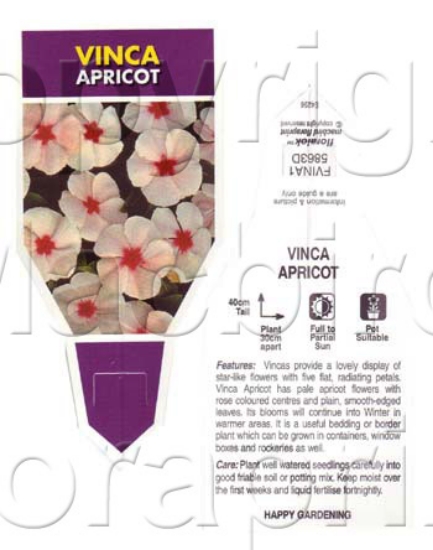 Picture of ANNUAL VINCA APRICOT  (Catharanthus roseus)                                                                                                           