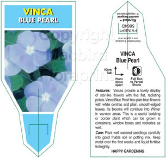 Picture of ANNUAL VINCA BLUE PEARL  (Catharanthus roseus)                                                                                                        
