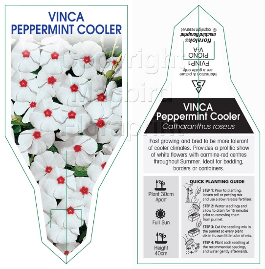 Picture of ANNUAL VINCA PEPPERMINT COOLER (Catharanthus roseus)                                                                                                  