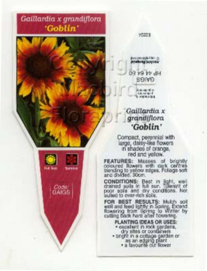 Picture of GAILLARDIA GRANDIFLORA GOBLIN                                                                                                                         