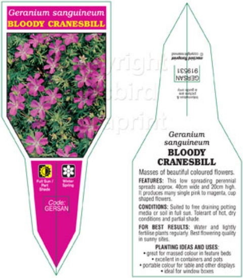 Picture of GERANIUM SANGUINEUM BLOODY CRANESBILL                                                                                                                 