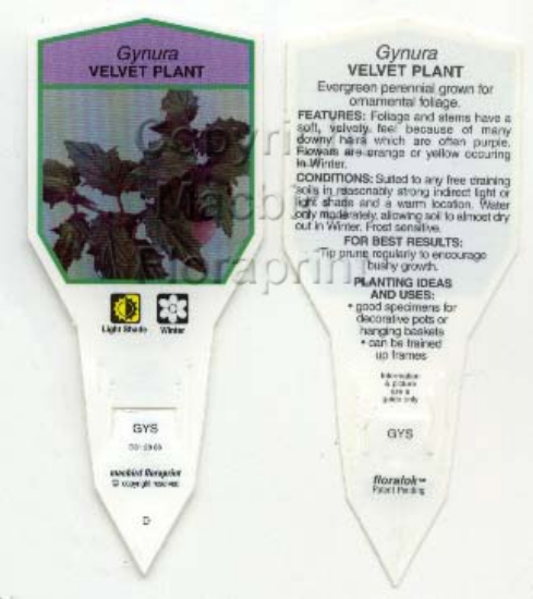 Picture of HOUSEPLANT GYNURA VELVET PLANT                                                                                                                        