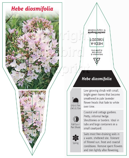 Picture of HEBE DIOSMIFOLIA                                                                                                                                      