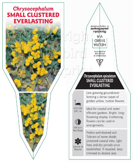 Picture of CHRYSOCEPHALUM APICULATUM SYN HELICHRYSUM RAMOSISS                                                                                                    