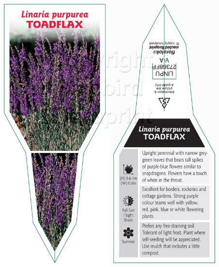 Picture of LINARIA PURPUREA TOADFLAX                                                                                                                             