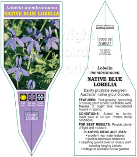 Picture of LOBELIA MEMBRANACEA BLUE                                                                                                                              
