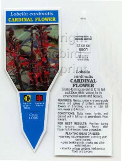 Picture of LOBELIA CARDINALIS CARDINAL                                                                                                                           