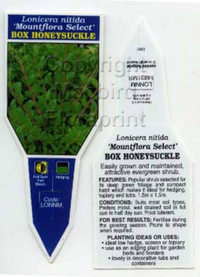 Picture of LONICERA NITIDA MOUNTFLORA SELECT                                                                                                                     