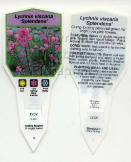 Picture of LYCHNIS VISCARIA SPLENDENS                                                                                                                            