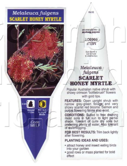 Picture of MELALEUCA FULGENS SCARLET HONEY MYRTLE                                                                                                                