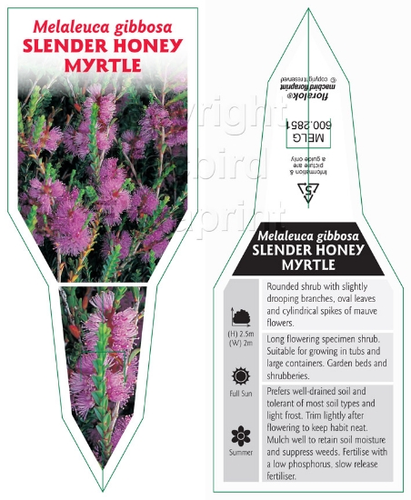 Picture of MELALEUCA GIBBOSA SLENDER HONEY MYRTLE                                                                                                                