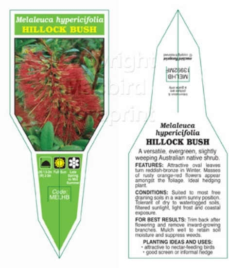 Picture of MELALEUCA HYPERICIFOLIA HILLOCK BUSH                                                                                                                  