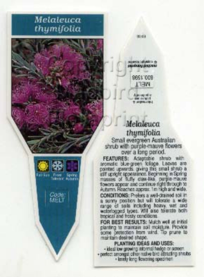 Picture of MELALEUCA THYMIFOLIA                                                                                                                                  
