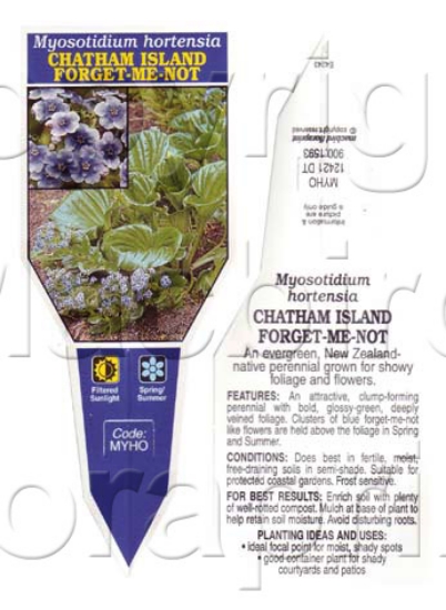 Picture of MYOSOTIDIUM HORTENSIA CHATHAM ISLAND FORGET ME NOT                                                                                                    