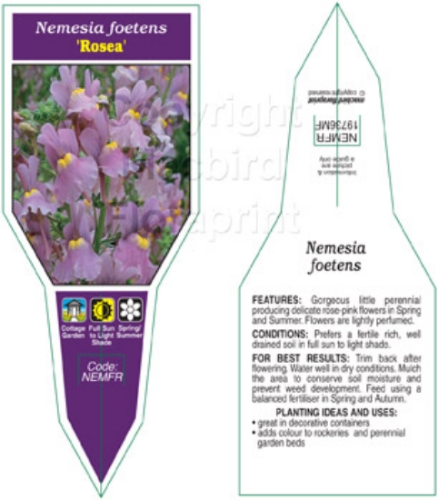 Picture of NEMESIA FOETENS ROSEA                                                                                                                                 