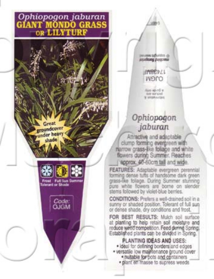 Picture of OPHIOPOGON JABURAN GIANT MONDO GRASS                                                                                                                  