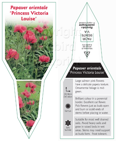 Picture of PAPAVER ORIENTALE PRINCESS VICTORIA LOUISE                                                                                                            