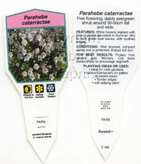 Picture of PARAHEBE CATARRACTAE WHITE                                                                                                                            