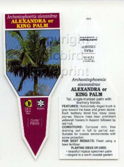 Picture of PALM ARCHONTOPHOENIX ALEXANDRAE                                                                                                                       