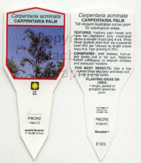 Picture of PALM CARPENTARIA ACUMINATA                                                                                                                            