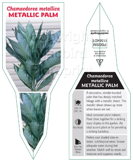 Picture of PALM CHAMAEDOREA METALLICA                                                                                                                            