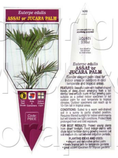 Picture of PALM EUTERPE EDULIS ASSAI OR JUCARA PALM                                                                                                              