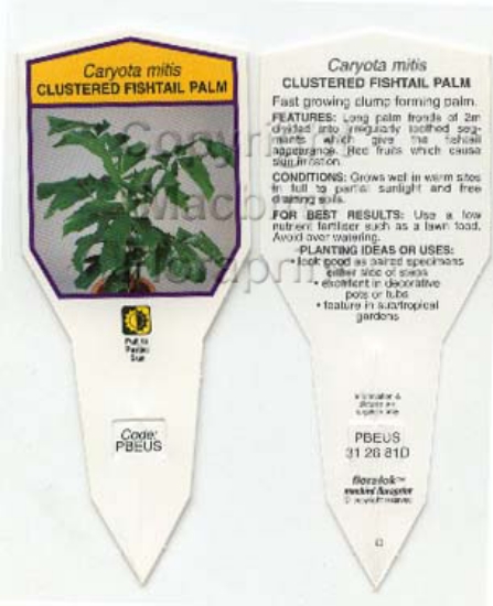 Picture of PALM CARYOTA MITIS                                                                                                                                    
