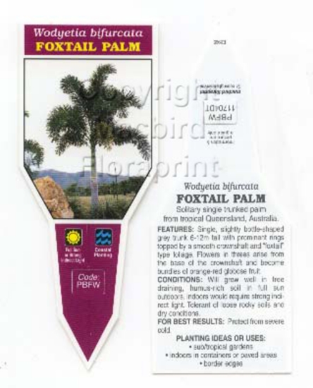 Picture of PALM WODYETIA BIFURCATA FOXTAIL                                                                                                                       