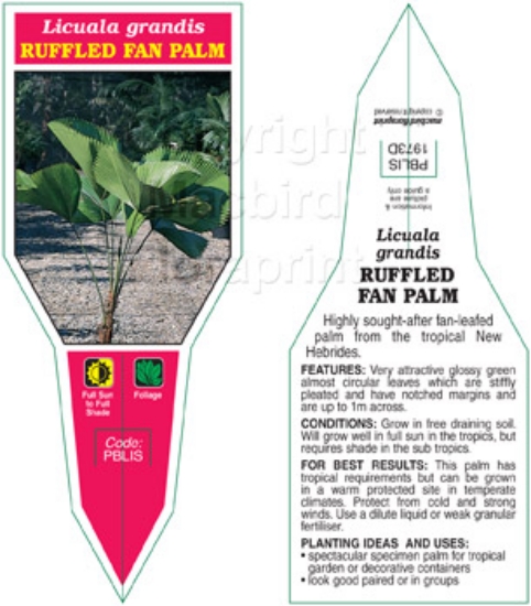 Picture of PALM LICUALA GRANDIS RUFFLED FAN                                                                                                                      