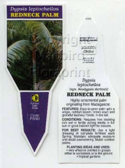 Picture of PALM DYPSIS LEPTOCHEILOS (SYN NEODYPSIS DARANII)                                                                                                      