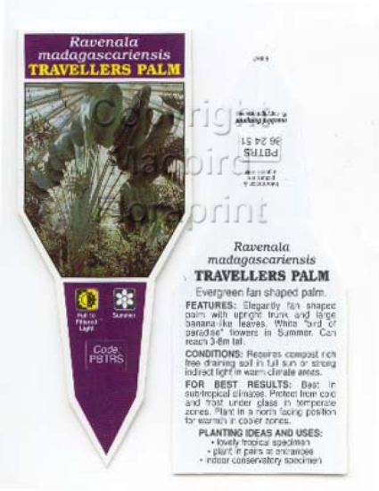 Picture of PALM RAVENALA MADAGASCARIENSIS TRAVELLERS                                                                                                             