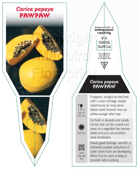 Picture of FRUIT CARICA PAPAYA PAWPAW                                                                                                                            