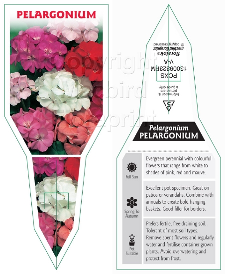 Picture of PELARGONIUM - MIXED PICTURE (UNNAMED VARIETY)                                                                                                         