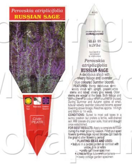 Picture of PEROVSKIA ATRIPLICIFOLIA SAGE                                                                                                                         