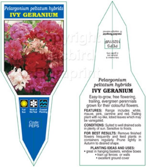 Picture of PELARGONIUM PELTATUM HYBRIDS IVY GERANIUM                                                                                                             
