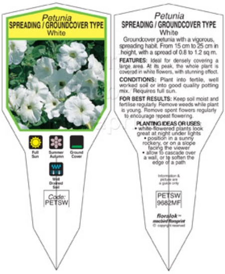 Picture of ANNUAL PETUNIA SPREADING GROUNDCOVER TYPE WHITE (Petunia x hybrida)                                                                                   