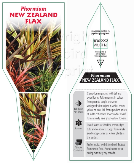 Picture of PHORMIUM NEW ZEALAND FLAX - MIXED PICTURE                                                                                                             