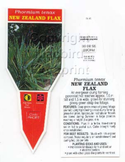 Picture of PHORMIUM TENAX NEW ZEALAND FLAX                                                                                                                       
