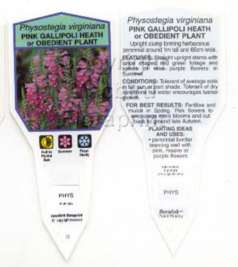 Picture of PHYSOSTEGIA VIRGINIANA                                                                                                                                