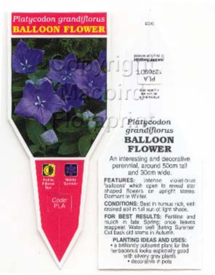 Picture of PLATYCODON GRANDIFLORUS BALLOON FLOWER                                                                                                                
