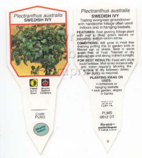 Picture of PLECTRANTHUS AUSTRALIS SWEDISH IVY                                                                                                                    