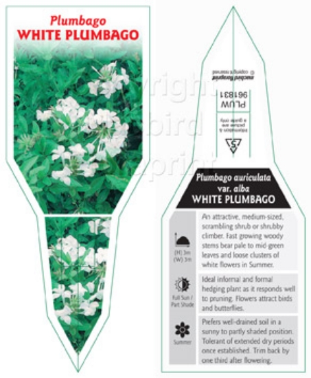 Picture of PLUMBAGO AURICULATA VAR ALBA WHITE PLUMBAGO                                                                                                           