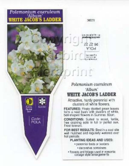 Picture of POLEMONIUM CAERULEUM ALBUM WHITE JACOBS LADDE                                                                                                         