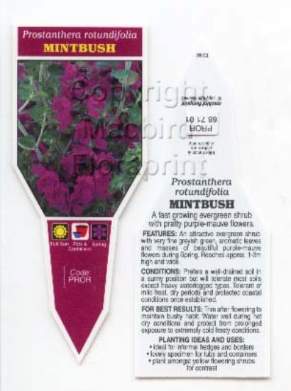 Picture of PROSTANTHERA ROTUNDIFOLIA MINTBUSH                                                                                                                    