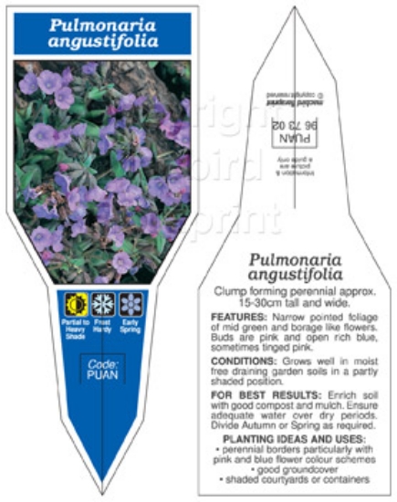 Picture of PULMONARIA ANGUSTIFOLIA LUNGWORT                                                                                                                      